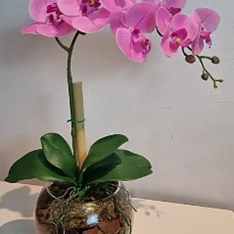Arranjo Aquário Com Orquidea